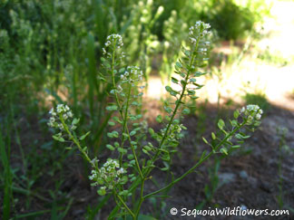 Shiny Peppergrass