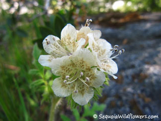 Foothill Phacelia