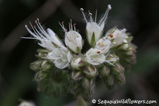 Timberline Phacelia