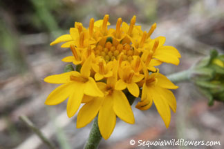 Yellow Pincushion