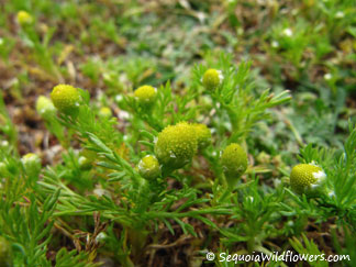 Pineapple Weed