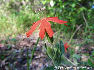 California Indian Pink