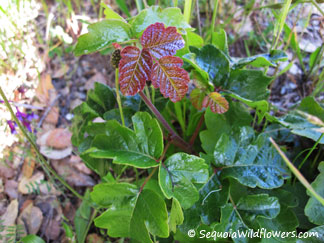 Poison Oak