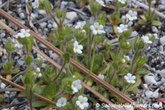 Pacific Popcorn Flower