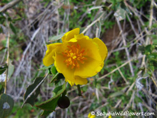 Bush Poppy