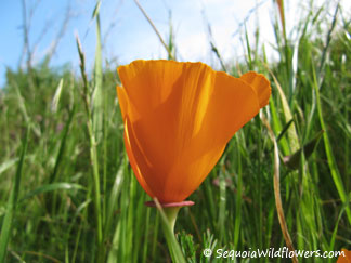 California Poppy