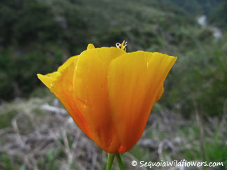 Tufted Poppy