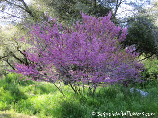  Western Redbud