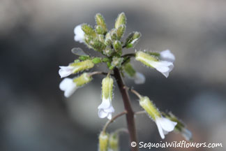 Rock Cress