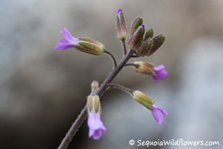 Rock Cress