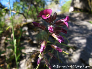 Elegant Rock Cress