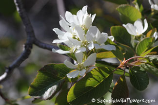 Utah Serviceberry