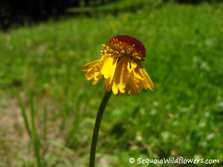 Bigelow's Sneezeweed