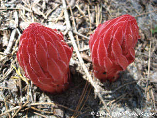 Snow Plant