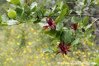 Spicebush