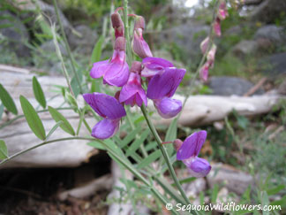 Western Sweetvetch