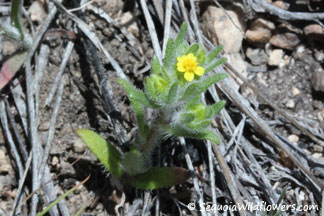 Dwarf Tarweed