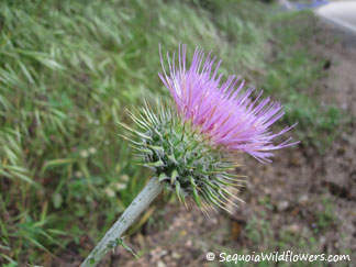 California Thistle