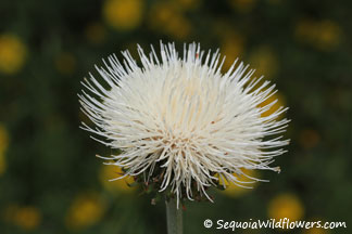 California Thistle