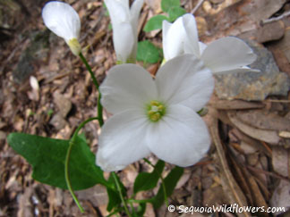 Stout-beaked Toothwort