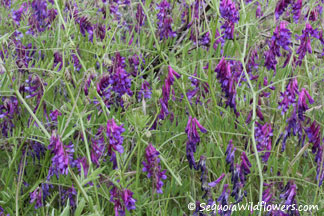 Vetch