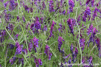 Vetch