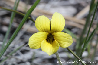 Mountain Violet