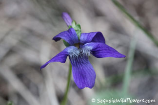 Western Dog Violet