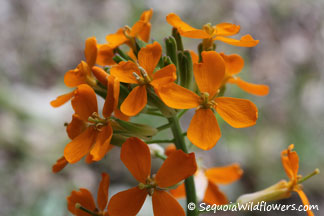 Western Wallflower