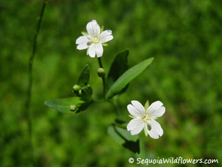 Northern Willow Herb