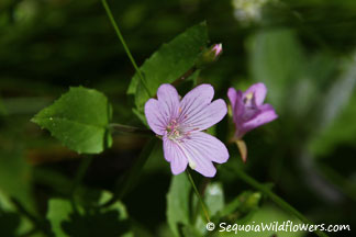 Northern Willow Herb