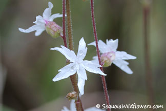 Woodland Star