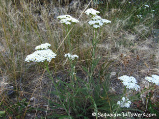 Yarrow