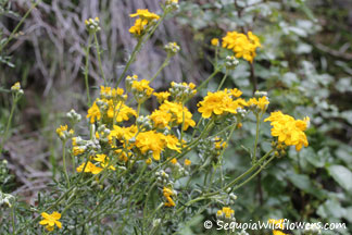 Golden Yarrow